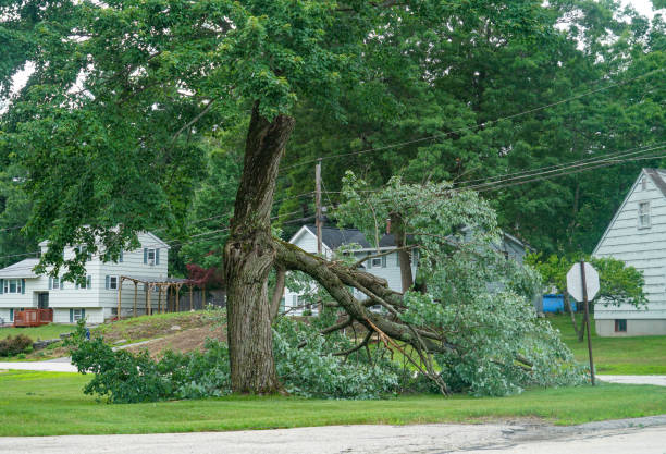 Tree Service Company in Port St John, FL